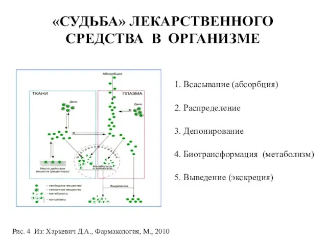 «СУДЬБА» ЛЕКАРСТВЕННОГО СРЕДСТВА В ОРГАНИЗМЕ 1. Всасывание (абсорбция) 2. Распределение 3.