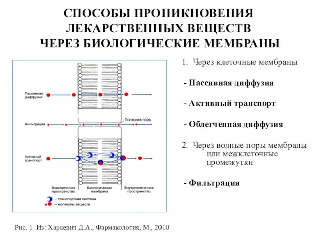 СПОСОБЫ ПРОНИКНОВЕНИЯ ЛЕКАРСТВЕННЫХ ВЕЩЕСТВ ЧЕРЕЗ БИОЛОГИЧЕСКИЕ МЕМБРАНЫ 1. Через клеточные мембраны