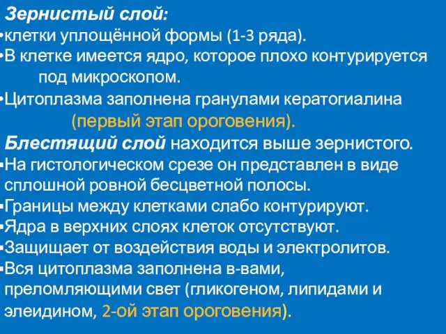 Зернистый слой: клетки уплощённой формы (1-3 ряда). В клетке имеется ядро,