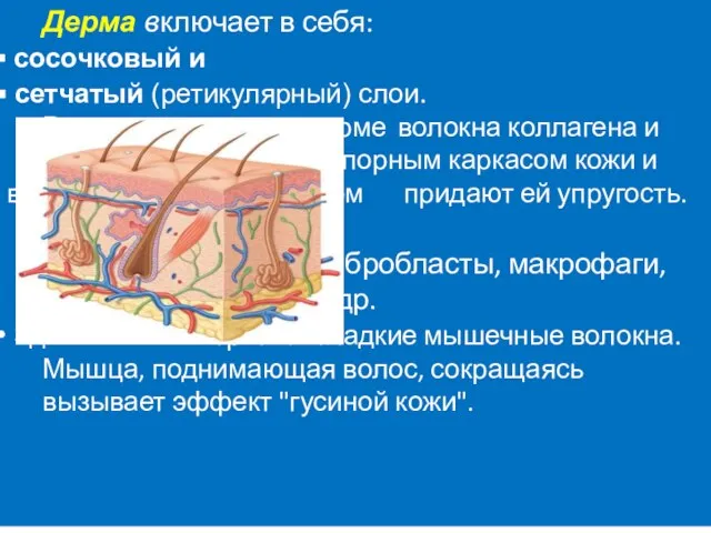 Дерма включает в себя: сосочковый и сетчатый (ретикулярный) слои. Располагающиеся в