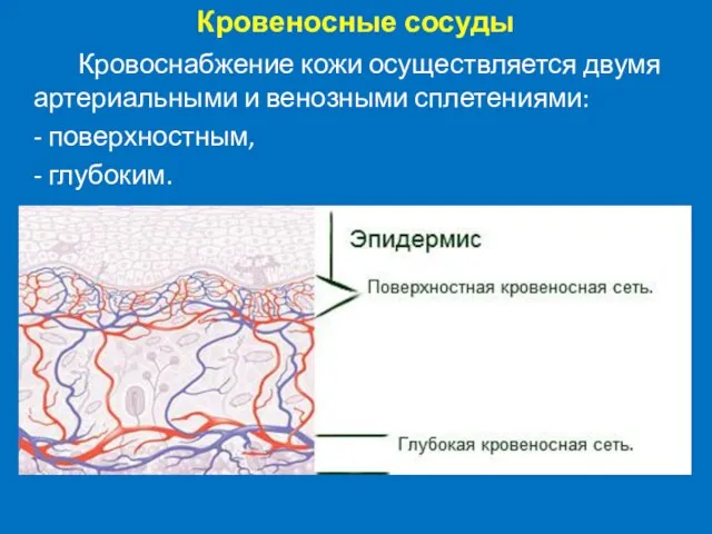 Кровеносные сосуды Кровоснабжение кожи осуществляется двумя артериальными и венозными сплетениями: - поверхностным, - глубоким.