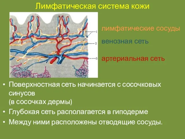 Лимфатическая система кожи Поверхностная сеть начинается с сосочковых синусов (в сосочках