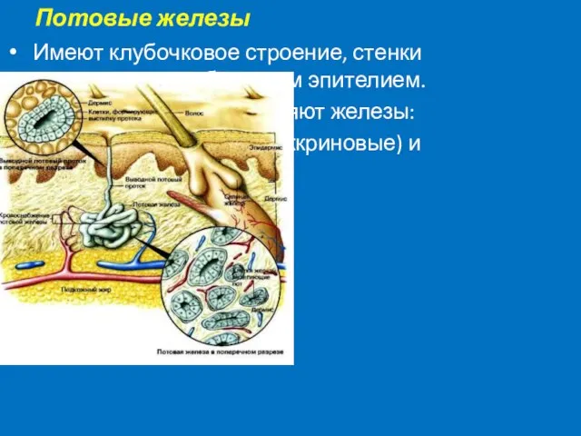 Потовые железы Имеют клубочковое строение, стенки представлены кубическим эпителием. По типу