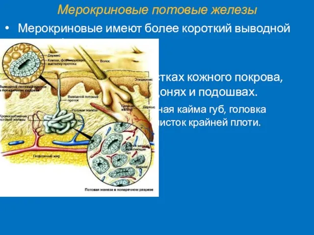 Мерокриновые потовые железы Мерокриновые имеют более короткий выводной проток, функционируют с