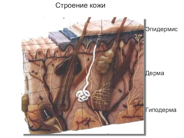 Эпидермис Дерма Гиподерма Строение кожи Эпидермис дерма