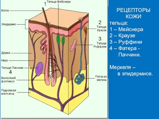 РЕЦЕПТОРЫ КОЖИ тельца: 1 – Мейснера 2 – Краузе 3 –