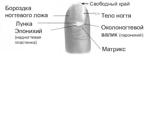 Свободный край Тело ногтя Бороздка ногтевого ложа Лунка Эпонихий (надногтевая пластинка) Околоногтевой валик (паронихий) Матрикс