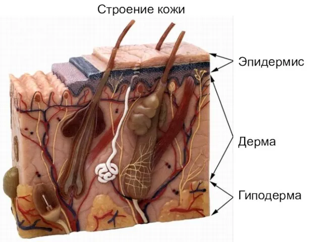 Эпидермис Дерма Гиподерма Строение кожи Эпидермис дерма