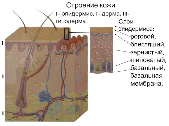 Строение кожи I - эпидермис, II- дерма, III- гиподерма Слои эпидермиса: