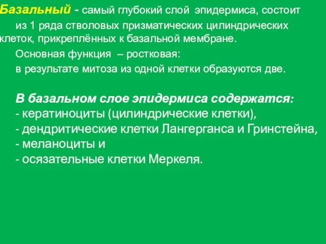 Базальный - самый глубокий слой эпидермиса, состоит из 1 ряда стволовых