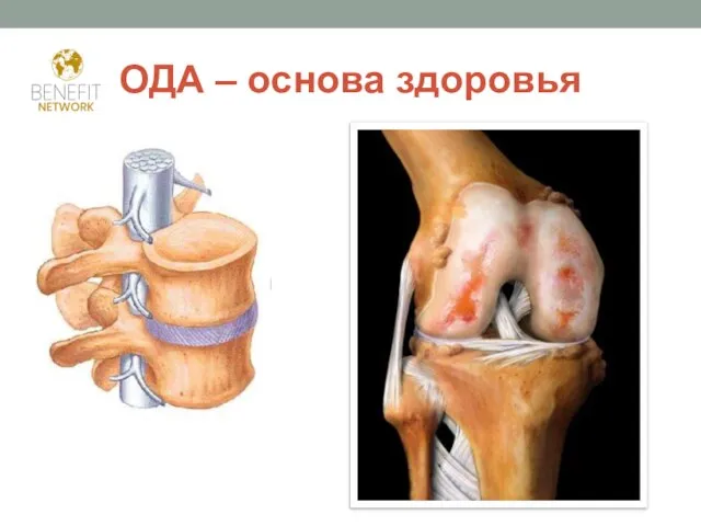 ОДА – основа здоровья