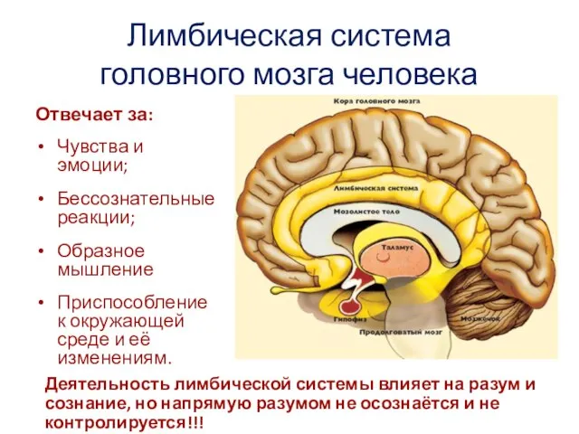 Лимбическая система головного мозга человека Отвечает за: Чувства и эмоции; Бессознательные