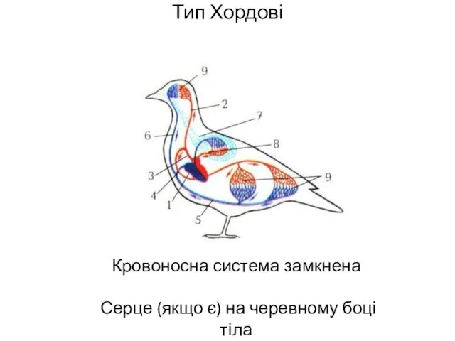 Тип Хордові Кровоносна система замкнена Серце (якщо є) на черевному боці тіла