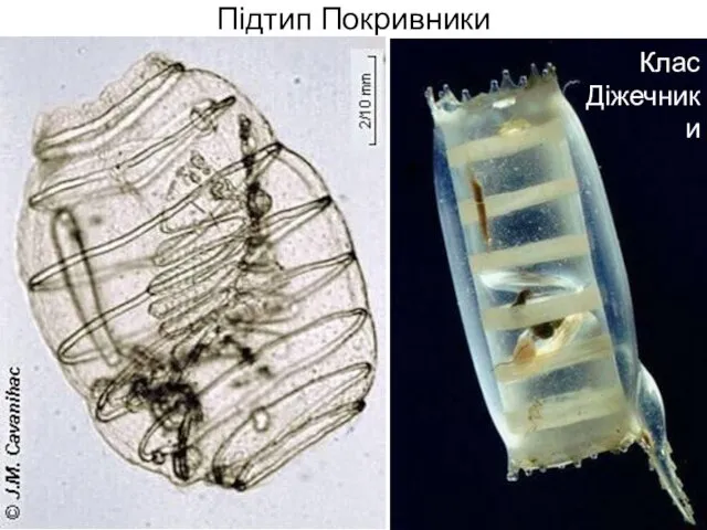 Підтип Покривники Клас Діжечники