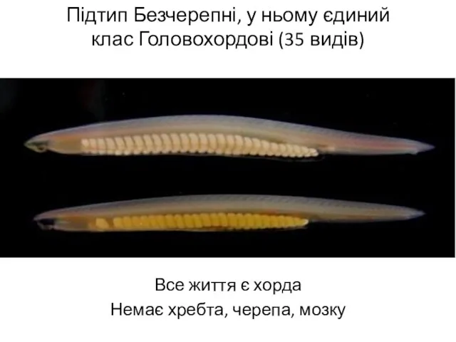 Підтип Безчерепні, у ньому єдиний клас Головохордові (35 видів) Все життя