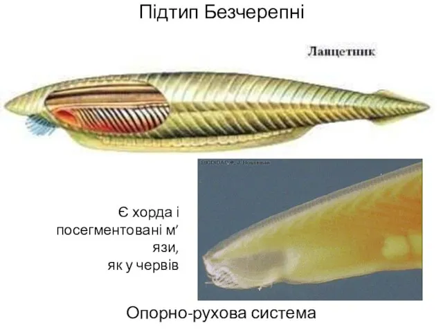 Підтип Безчерепні Опорно-рухова система Є хорда і посегментовані м’язи, як у червів