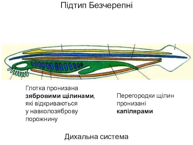 Підтип Безчерепні Дихальна система Глотка пронизана зябровими щілинами, які відкриваються у