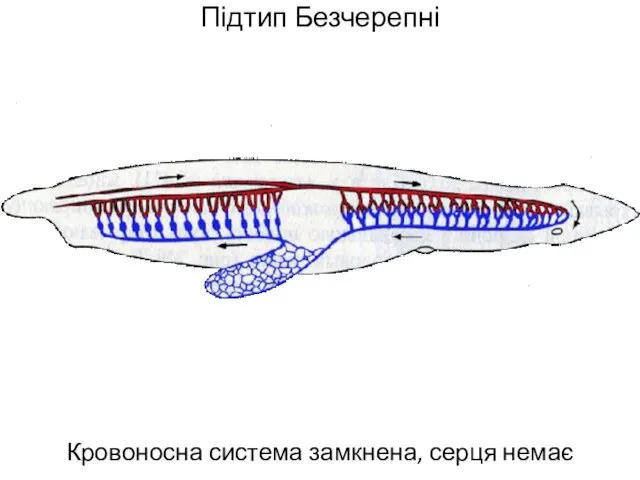 Підтип Безчерепні Кровоносна система замкнена, серця немає