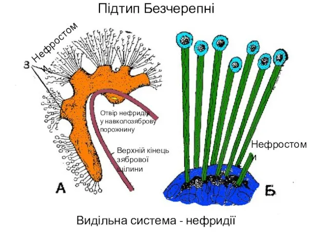 Підтип Безчерепні Видільна система - нефридії Нефростоми Отвір нефридія у навколозяброву