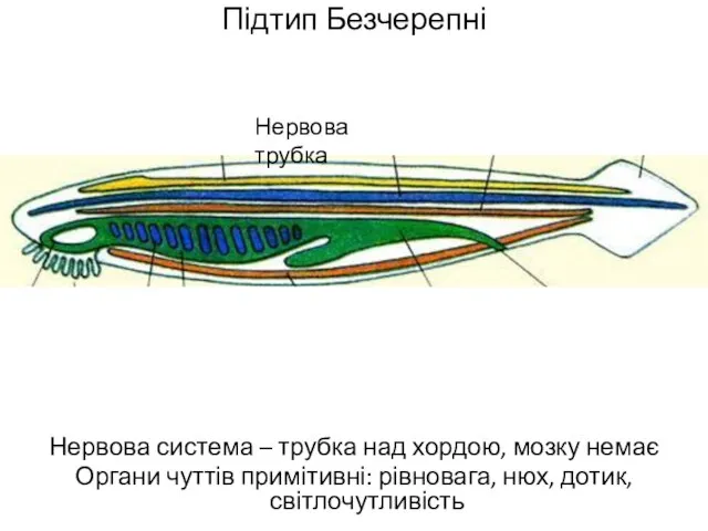 Підтип Безчерепні Нервова система – трубка над хордою, мозку немає Органи