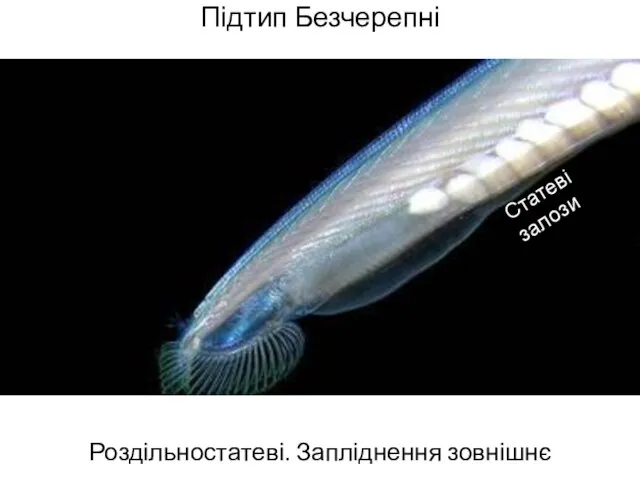 Підтип Безчерепні Роздільностатеві. Запліднення зовнішнє Статеві залози