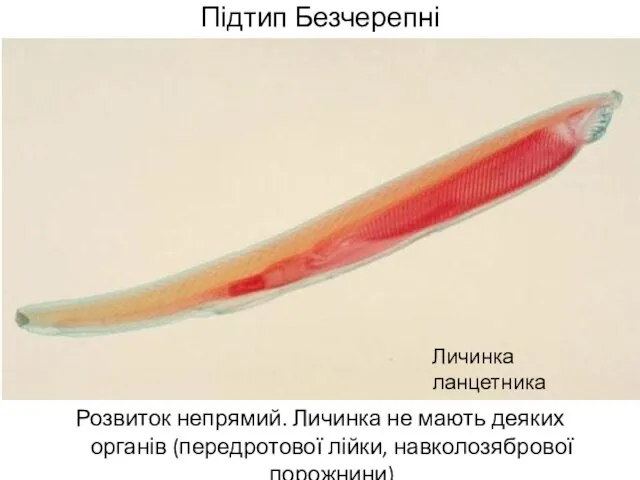 Підтип Безчерепні Розвиток непрямий. Личинка не мають деяких органів (передротової лійки, навколозябрової порожнини) Личинка ланцетника