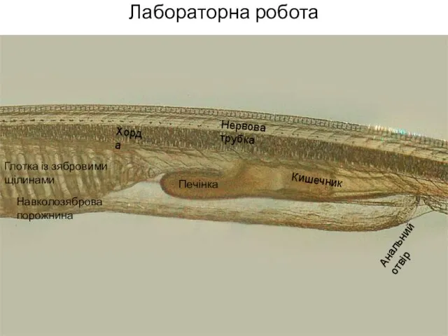 Лабораторна робота Хорда Нервова трубка Печінка Глотка із зябровими щілинами Кишечник Анальний отвір Навколозяброва порожнина