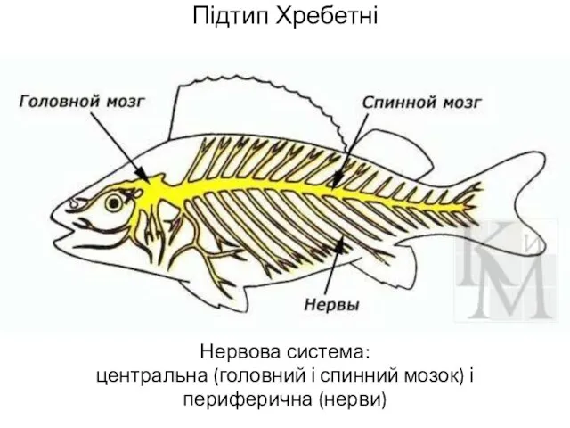 Підтип Хребетні Нервова система: центральна (головний і спинний мозок) і периферична (нерви)