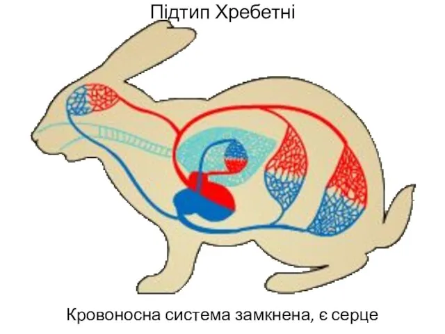 Підтип Хребетні Кровоносна система замкнена, є серце