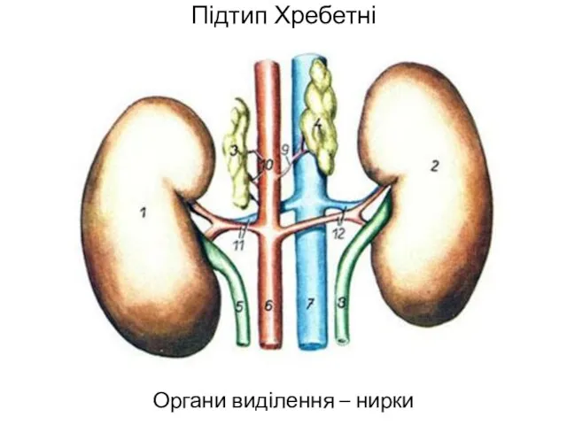 Підтип Хребетні Органи виділення – нирки