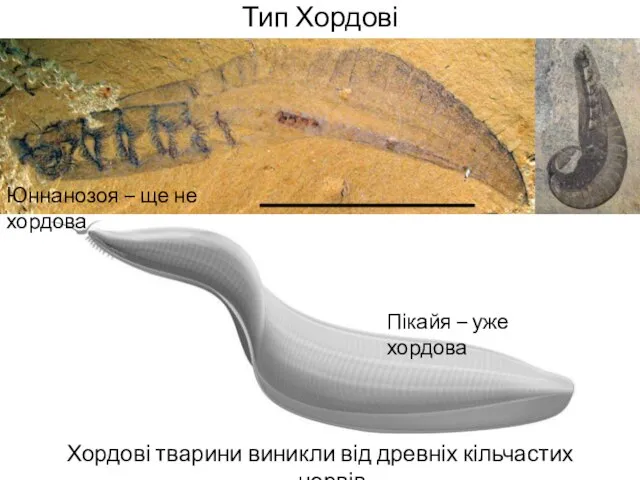 Тип Хордові Хордові тварини виникли від древніх кільчастих червів Юннанозоя –