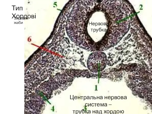 Тип Хордові Зародок жаби Хорда Нервова трубка Центральна нервова система – трубка над хордою