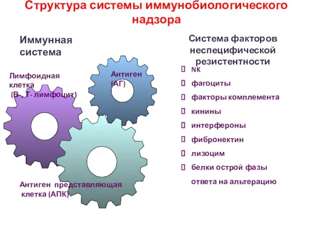 Антиген представляющая клетка (АПК) Лимфоидная клетка (В-, Т- лимфоцит) Антиген (АГ)