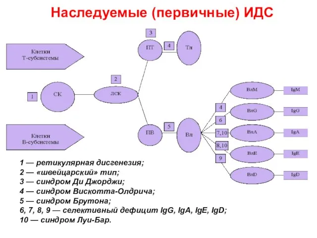 Наследуемые (первичные) ИДС 1 — ретикулярная дисгенезия; 2 — «швейцарский» тип;