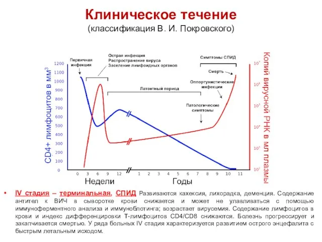 Клиническое течение (классификация В. И. Покровского) IV стадия – терминальная, СПИД