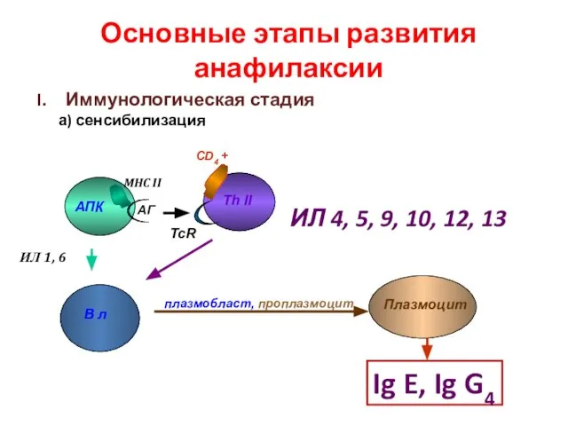 Основные этапы развития анафилаксии Иммунологическая стадия а) сенсибилизация АПК Th II