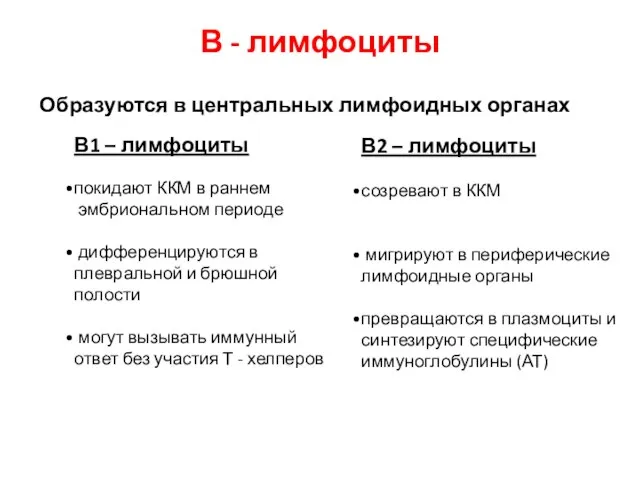 В - лимфоциты Образуются в центральных лимфоидных органах В1 – лимфоциты