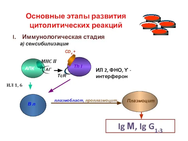 Основные этапы развития цитолитических реакций Иммунологическая стадия а) сенсибилизация АПК Th