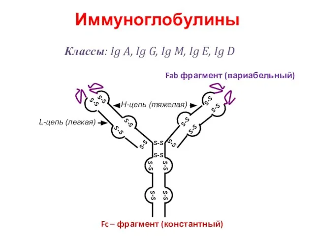 Иммуноглобулины S-S S-S S-S S-S S-S S-S S-S S-S S-S S-S