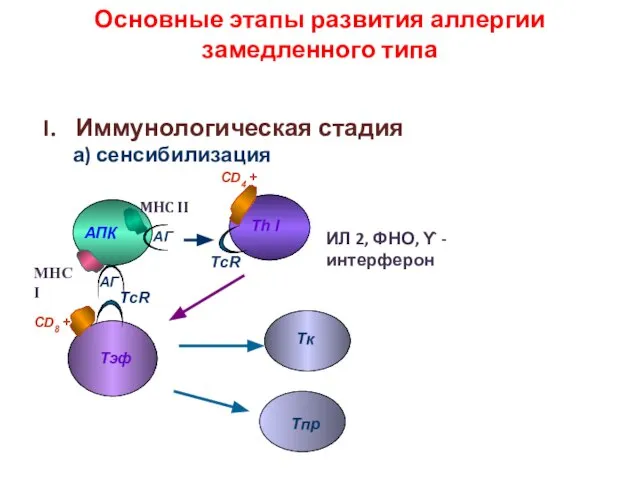 Основные этапы развития аллергии замедленного типа Иммунологическая стадия а) сенсибилизация АПК