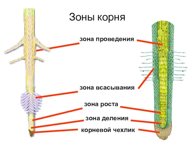 Зоны корня зона проведения зона всасывания зона роста корневой чехлик зона деления