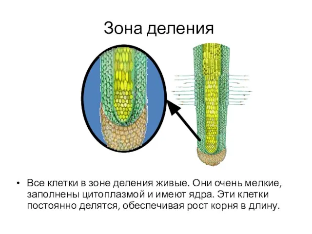 Зона деления Все клетки в зоне деления живые. Они очень мелкие,