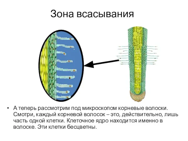 Зона всасывания А теперь рассмотрим под микроскопом корневые волоски. Смотри, каждый