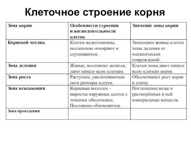 Клеточное строение корня