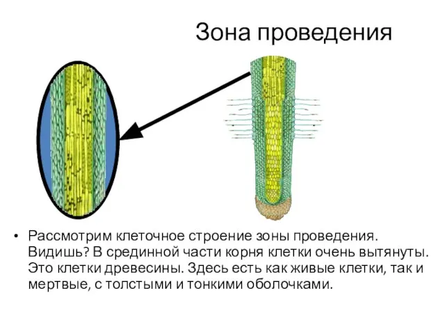 Зона проведения Рассмотрим клеточное строение зоны проведения. Видишь? В срединной части