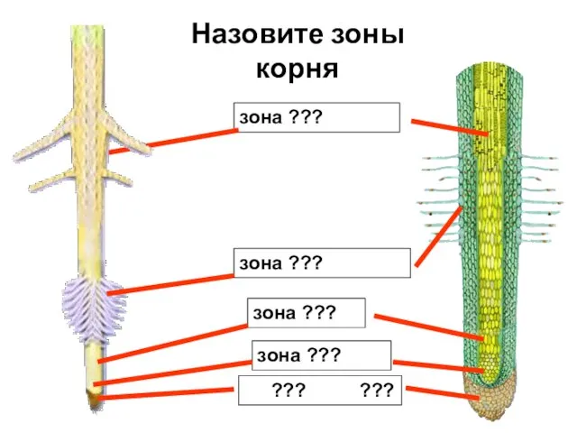 Назовите зоны корня зона ??? зона ??? зона ??? ??? ??? зона ???