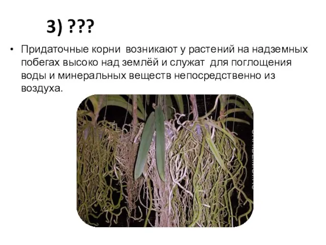 3) ??? Придаточные корни возникают у растений на надземных побегах высоко