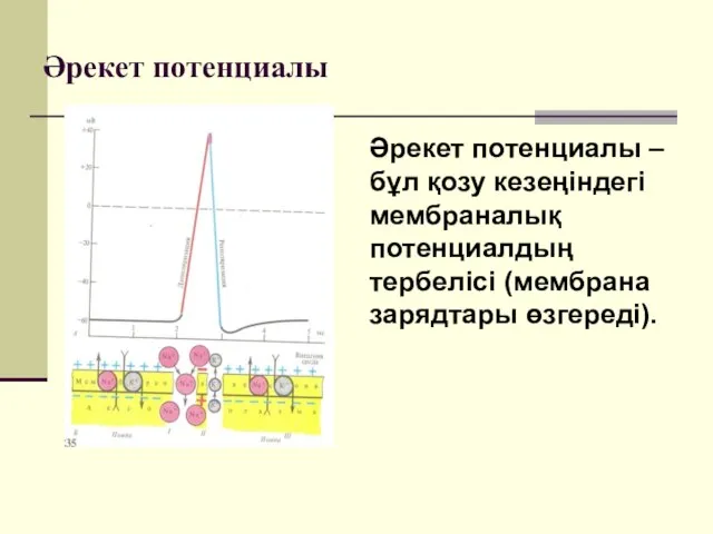 Әрекет потенциалы Әрекет потенциалы – бұл қозу кезеңіндегі мембраналық потенциалдың тербелісі (мембрана зарядтары өзгереді).