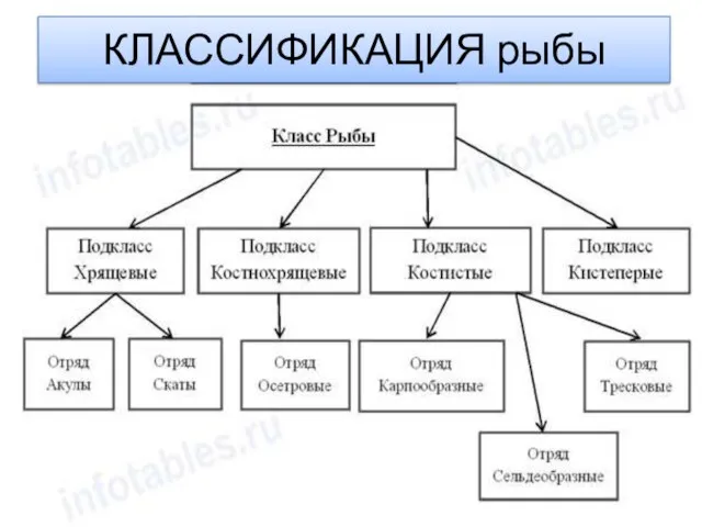 КЛАССИФИКАЦИЯ рыбы