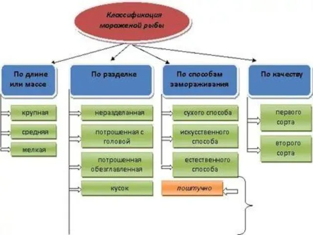 КЛАССИФИКАЦИЯ рыбы